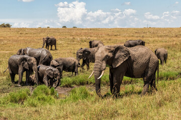 Fototapeta premium elephant family moving around on the savannah of the Masai Mara National Reserve in Kenya