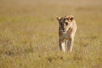 Lion female walking over the plains of the Masai Mara Game Reserve in Kenya