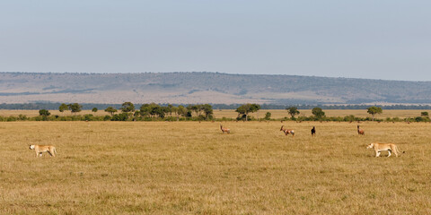 Fototapeta na wymiar Lion female walking over the plains of the Masai Mara Game Reserve in Kenya
