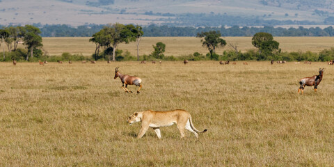 Lion female walking over the plains of the Masai Mara Game Reserve in Kenya