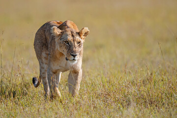 Lion female walking over the plains of the Masai Mara Game Reserve in Kenya