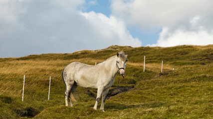 Europe, Faroe Islands. View of a horse on the island of Streymoy.