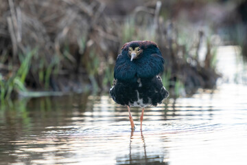 Finland, Northern Ostrobothnia, Oulu, ruff, Philomachus pugnax. Portrait of a male ruff with his overgrown feather ruff.