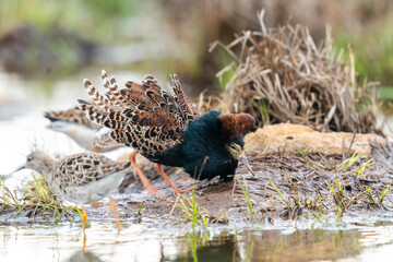 Finland, Northern Ostrobothnia, Oulu, ruff, Philomachus pugnax. A male ruff displays while a female walks past.