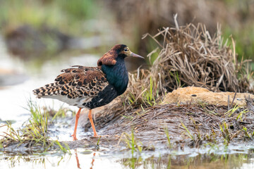 Finland, Northern Ostrobothnia, Oulu, ruff, Philomachus pugnax. Portrait of a male ruff with his overgrown feather ruff.