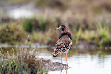 Finland, Northern Ostrobothnia, Oulu, ruff, Philomachus pugnax. Portrait of a male ruff with his overgrown feather ruff.