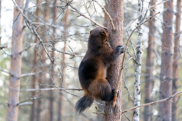 Naklejka na ściany i meble Finland, Northern Karelia Region, Lieksa, wolverine, Gulo gulo. A wolverine climbs a tree.
