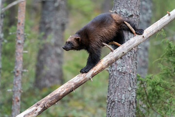 Finland, Northern Karelia Region, Lieksa, wolverine, Gulo gulo. A wolverine climbs down a dead tree.