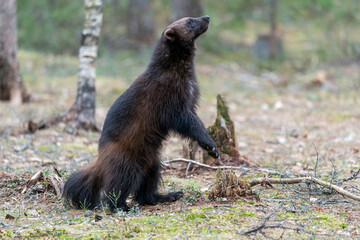Finland, Northern Karelia Region, Lieksa, wolverine, Gulo gulo. A wolverine stands on its hind legs...