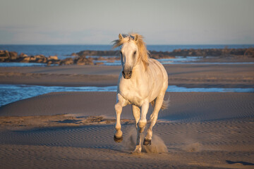 Europe, France, Provence. Camargue horse running on beach.