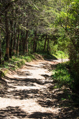 Fototapeta na wymiar Shaded path in the forest.
