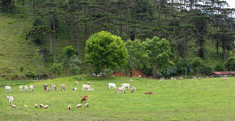 Rural landscape in southern Brazil.