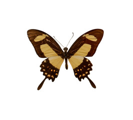 Beautiful fragile exotic butterfly on white background