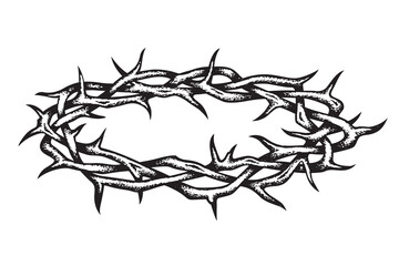 black crown of thorns image isolated on white background