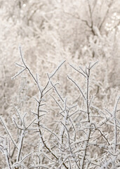 Beautiful winter landscape with tree branches in hoarfrost on cold morning. Snowy blurred background. Selective focus. 