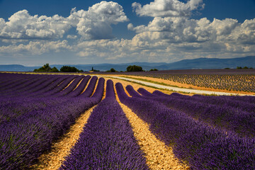 Fototapeta na wymiar France, Provence, Valensole, lavender rows