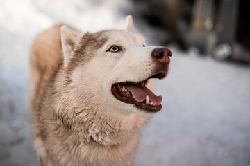 Selective focus on head of sled dog husky breed dog on winter background