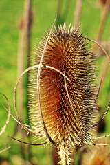 Close Up. Dipsacus is genus of flowering plant in the family Caprifoliaceae. The members of this genus are known as teasel, teazel or teazle. Part of Honeysuckle family. - 472703584
