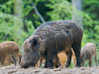 Wild Boar (Sus scrofa) in Forest. National Park Bavarian Forest, enclosure. Europe, Germany, Bavaria