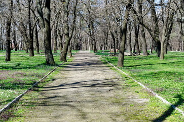 Fresh view of early spring in the forest of the park with new green grass, Sofia, Bulgaria 