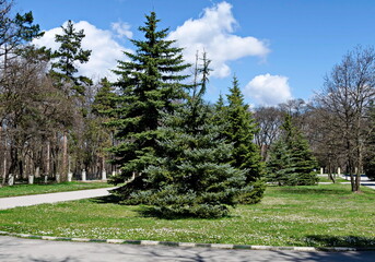 Fresh view of early spring in the forest of the park with new green grass, Sofia, Bulgaria 