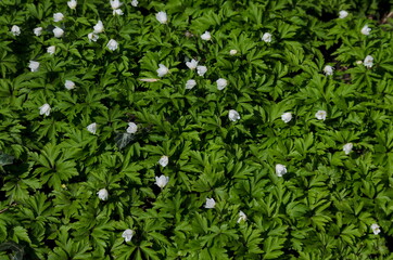 Background of blossoming white wood anemones, anemone nemorosa or anemone sylvestris flower in sunny forest, Sofia, Bulgaria  