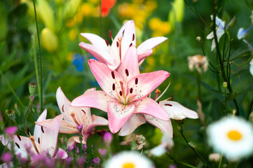 Day-lily in garden among another flower in summer. Blossom flower in summer. Flower crown. Pink bright lily. Gardening.