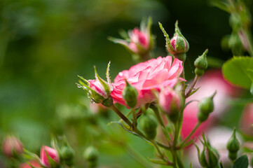 Bright pink roses on bush in garden. Pink roses in garden among green leaves in summer. Rosebud on stick. Blossoming pink roses in nature. Summer time.