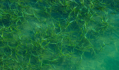 Natural green abstract background. Seabed of puddle with algae seen through clear water.