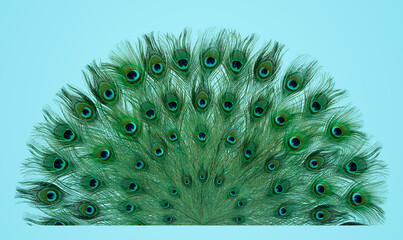 Beautiful bright peacock feathers on light blue background