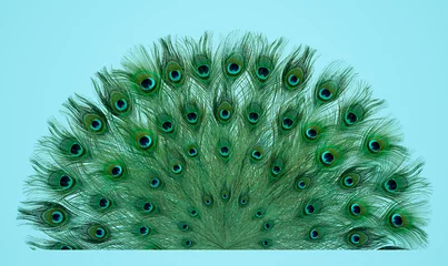 Stof per meter Beautiful bright peacock feathers on light blue background © New Africa