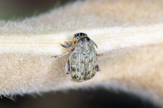 The bean weevil Acanthoscelides obtectus or seed beetle (Bruchinae or formerly Bruchidae) on the bean pod.