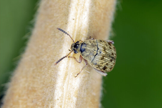 The bean weevil Acanthoscelides obtectus or seed beetle (Bruchinae or formerly Bruchidae) on the bean pod.