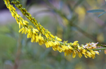Melilot officinalis (Melilotus officinalis) blooms in nature