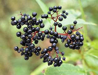Berries ripe on the black grassy elder (Sambucus ebulus)