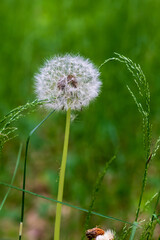 Blooming dandelion on a green background with a bud.