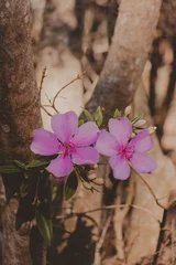 Foto op Canvas close up azalea flower on the tree © Claudia Hi