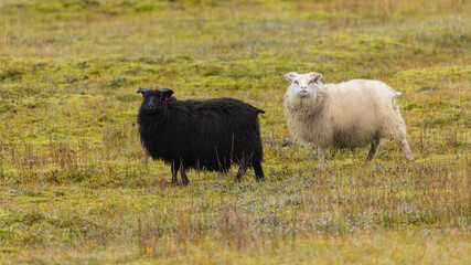 Fototapeta premium Europe, Iceland. View of Icelandic sheep