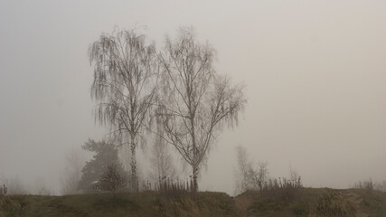 Trees in the fog on the lake in November. Monino. Moscow oblast.