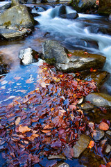 stream in the forest