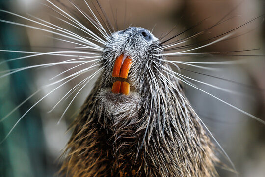 Portrait of coypu by the river close-up of large orange teeth are clearly visible on this coypu