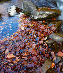stream in the forest