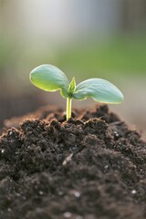 seedlings in soil.planting seedlings.Gardening and agriculture.Growing seedlings. 
