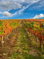 Italy, Tuscany. Colorful vineyards in autumn with blue skies and clouds in the Chianti region of Tuscany.