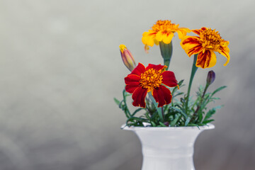Selective focus marigold flowers in a white vase against a grey background. Tagetes tenuifolia; signet, golden or lemon marigold, is a species of wild marigold in the daisy family.