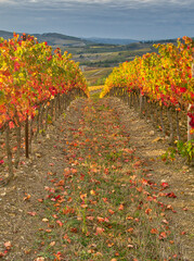 Italy, Tuscany. Colorful vineyards in autumn with blue skies and clouds in the Chianti region of...