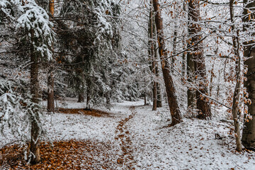 Trail in forest with snow and red autumnal leaves.First snow in December.Beautiful silence morning,tranquility,nobody.Snow covered trees.Magical winter landscape.Path between snowy fir and beech trees