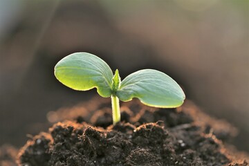 seedlings in soil.planting seedlings.Growing seedlings. Growing bio organic vegetables and greens. Earth Day. Ecological concept. 