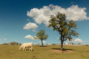 Naklejka na ściany i meble vache charolaise dans un champ au printemps sous un ciel bleu