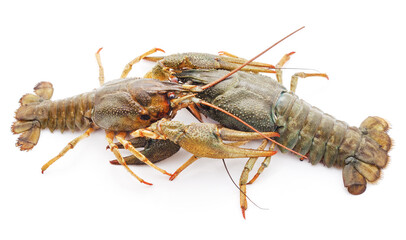 Two crayfish fighting.